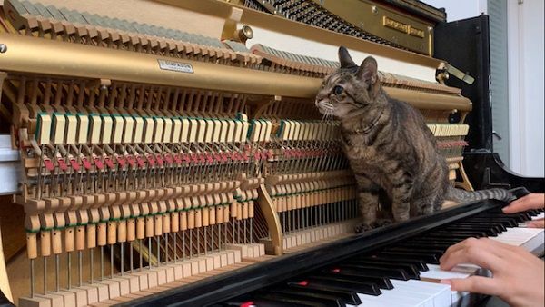 我が家のにゃんこ