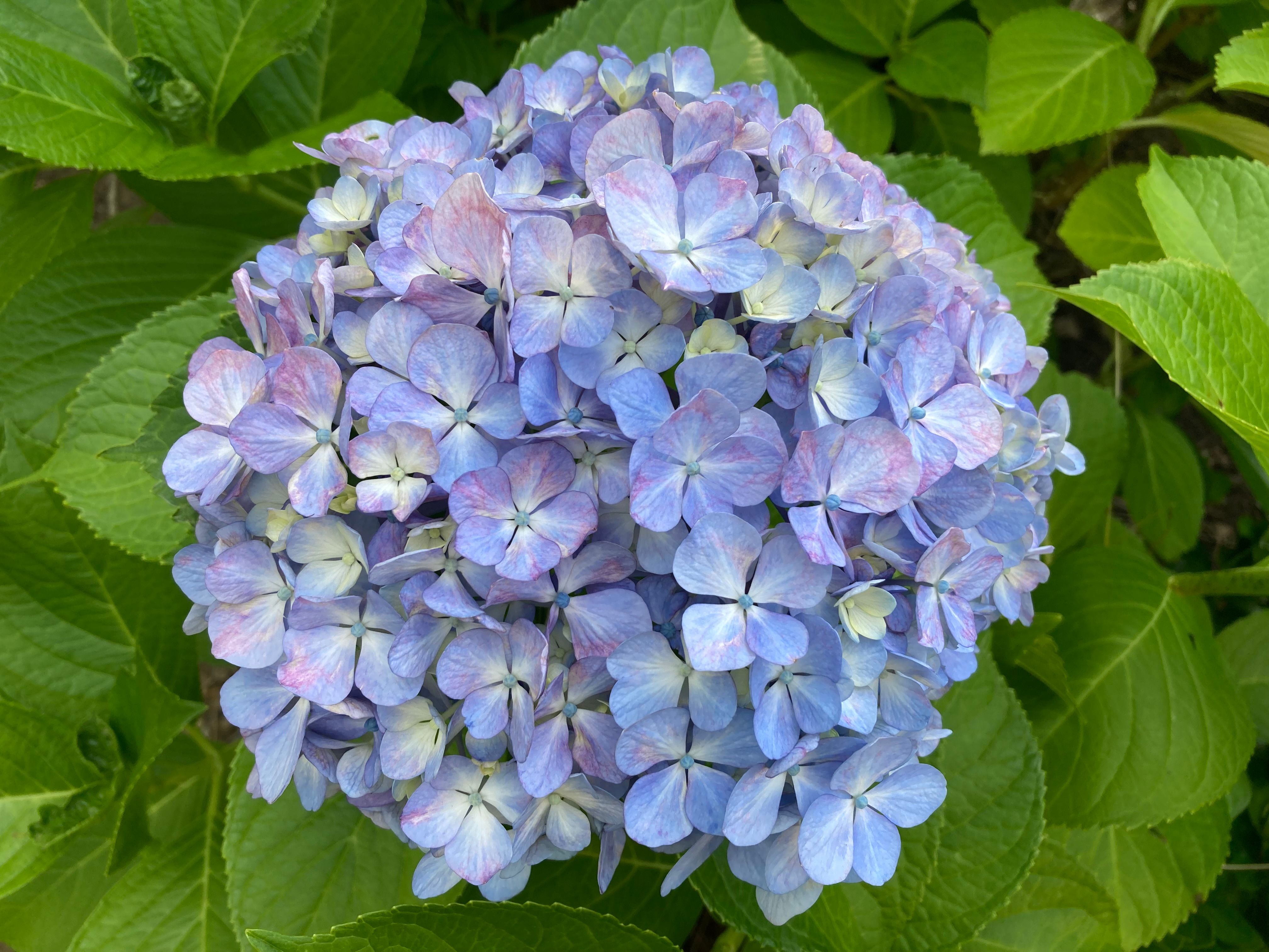 青紫色の紫陽花の花