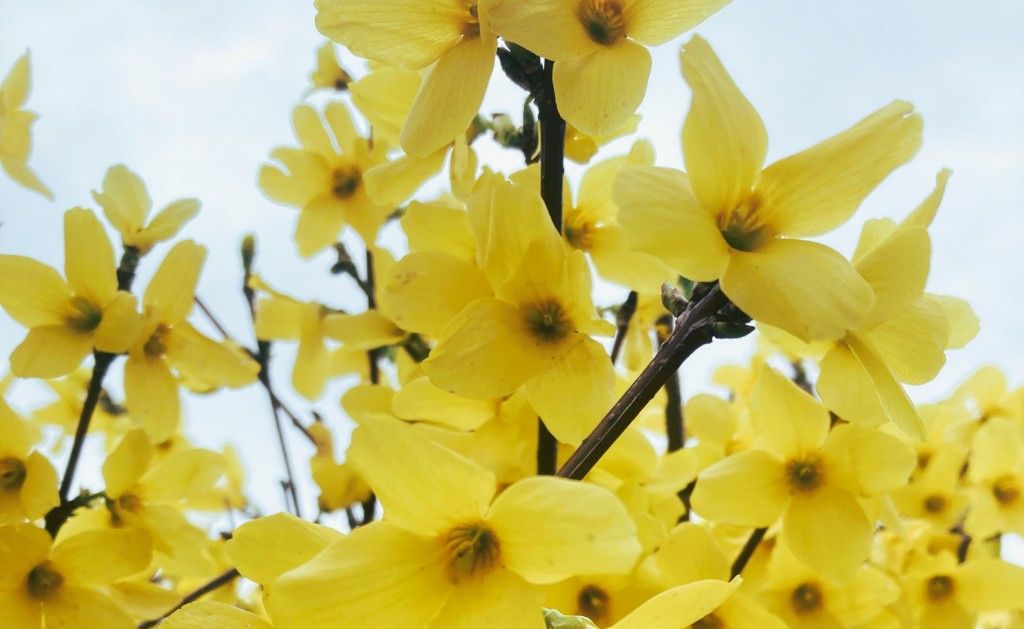 副鼻腔炎（蓄膿症）に漢方薬「荊芥連翹湯」が効果的