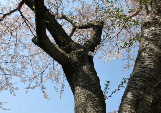 漢方は日本で独自に発展（その２）和漢薬