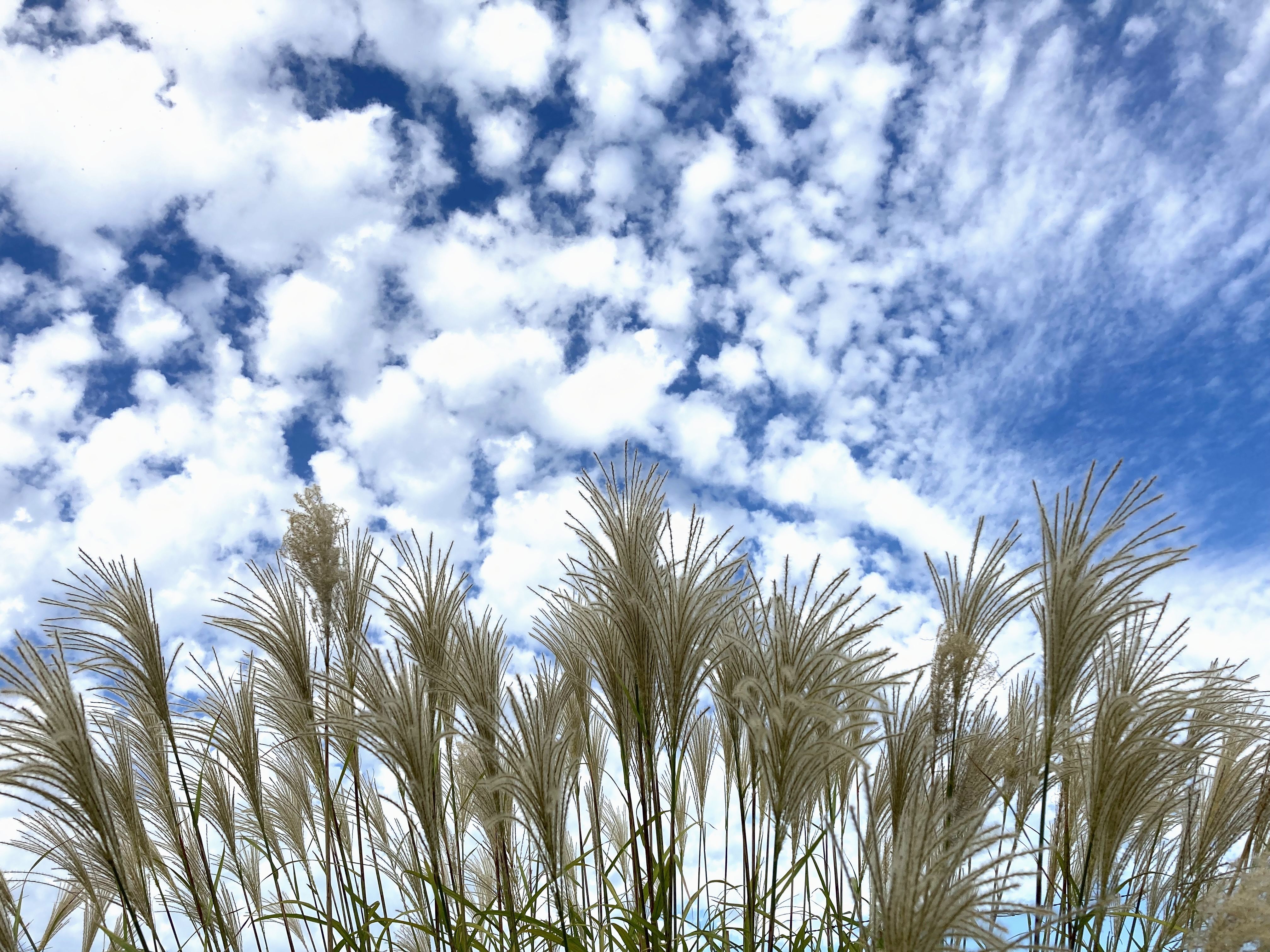 秋の花粉症にも漢方薬が効果的！花粉-食物アレルギー症候群（PFAS）にも注意を