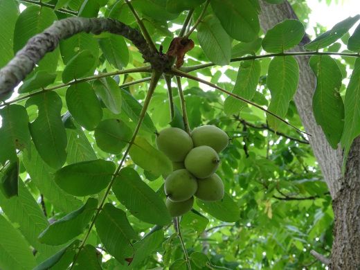樹上の緑色のくるみの果実