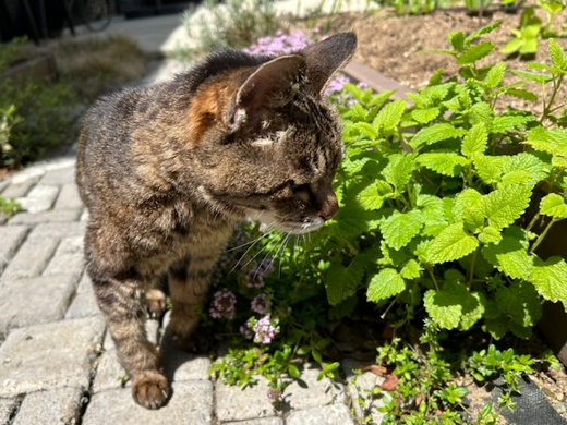  ミントと猫 